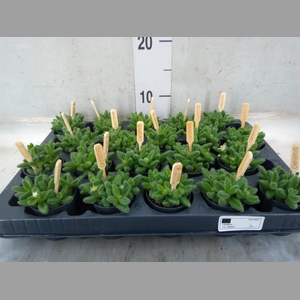 Delosperma echinatum