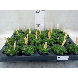 Delosperma echinatum