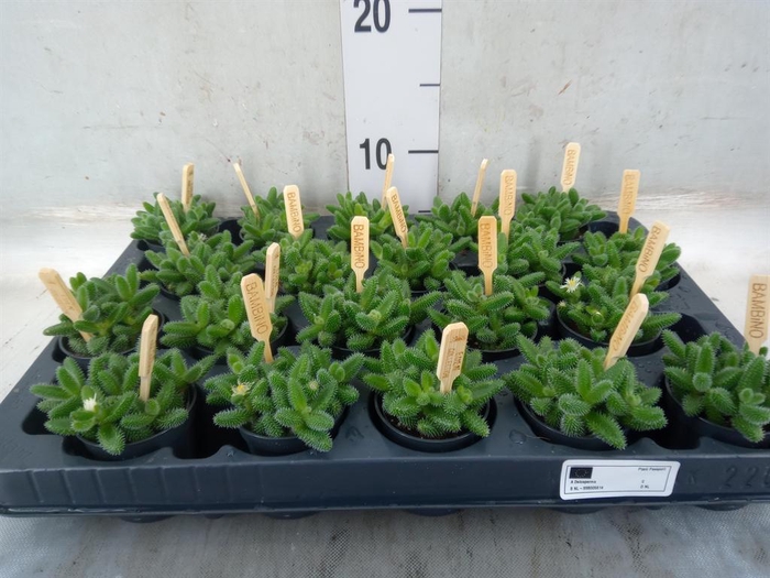 <h4>Delosperma echinatum</h4>