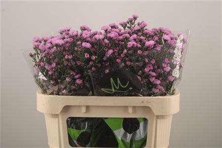 <h4>Aster Flash</h4>