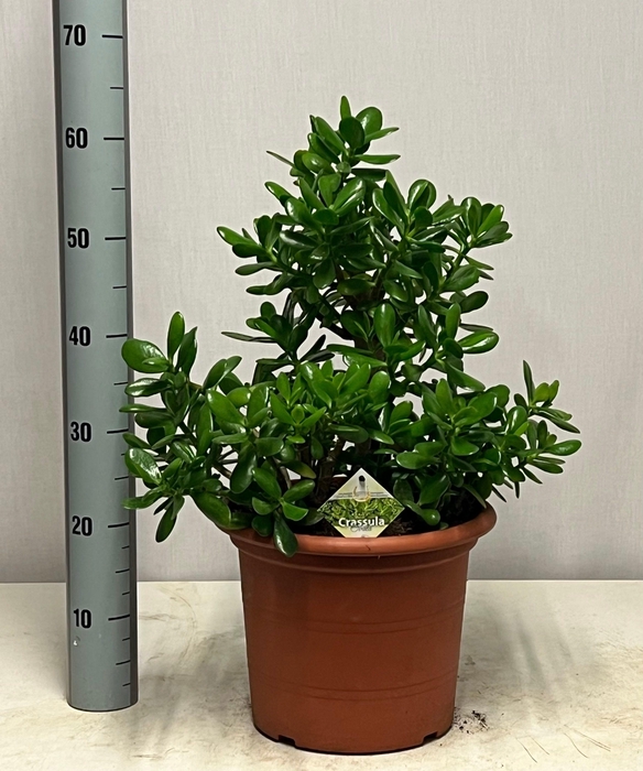 <h4>CRASS OVATA</h4>