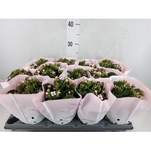 Kalanchoe   ...