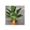 Strelitzia reginae