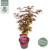 Acer palmatum