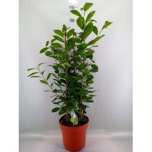 Ficus microcarpa 'Moclame'