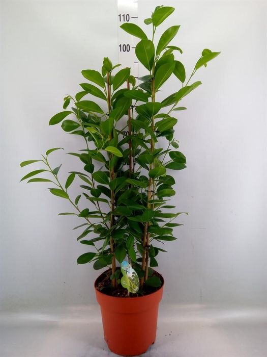 <h4>Ficus microcarpa 'Moclame'</h4>