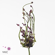 ALLIUM ART