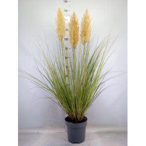 Cortaderia   ...