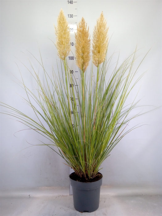 <h4>Cortaderia   ...</h4>
