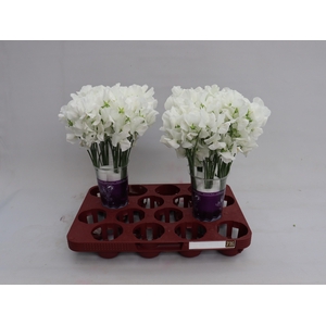 Lathyr Wi Suns White