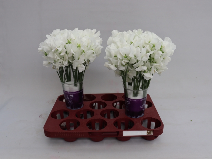 <h4>Lathyr Wi Suns White</h4>