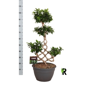 Ficus microcarpa 'Ginseng'