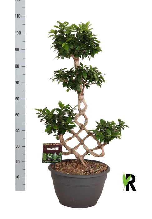 <h4>Ficus microcarpa 'Ginseng'</h4>