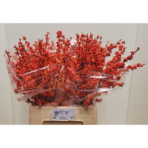 ILEX VE OUDIJ ORANGE