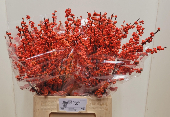 <h4>ILEX VE OUDIJ ORANGE</h4>