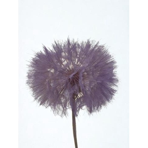 Dandelion Lilac d12x28h