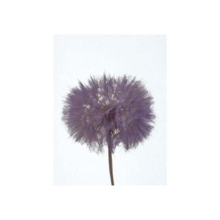 <h4>Dandelion Lilac d12x28h</h4>