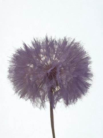<h4>Dandelion Lilac d12x28h</h4>