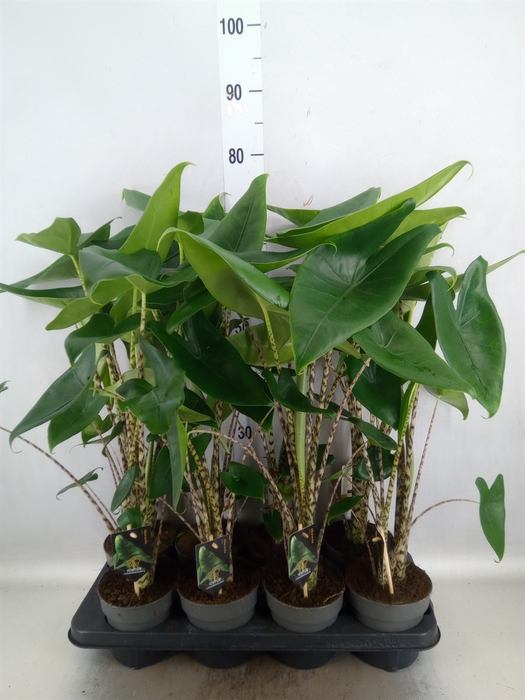 Alocasia zebrina