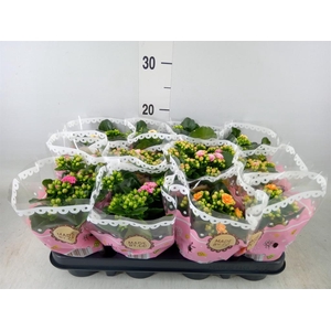 Kalanchoe blos.   ..mix