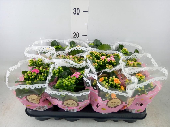<h4>Kalanchoe blos.   ..mix</h4>