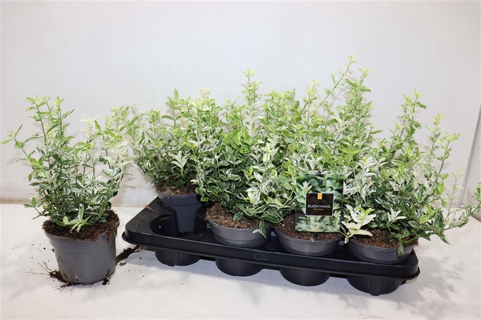 <h4>Euonymus Fo Harlequi</h4>