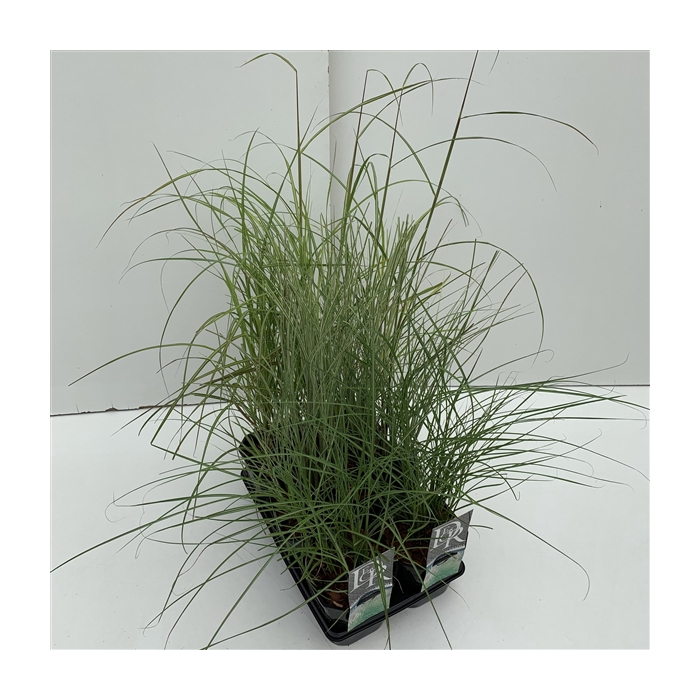 <h4>Miscanthus mix in tray</h4>