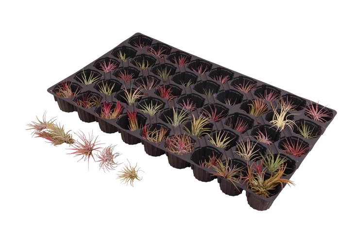 <h4>Till Ov Mixtray</h4>