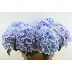 Hydr M Verena Blue 80-24