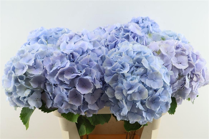 <h4>Hydr M Verena Blue 80-24</h4>