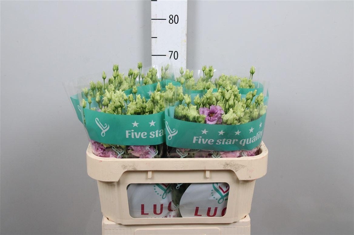 <h4>Eus G Julius Grape</h4>