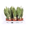 Sansevieria Laurentii SALA14TF