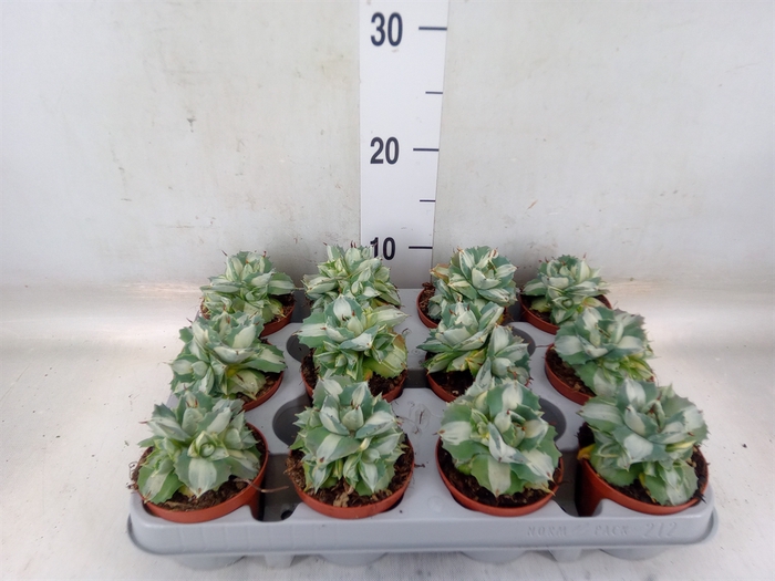 <h4>Agave   ...</h4>