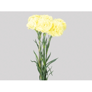 CRAVO DILETTA 070 CM AMARELO