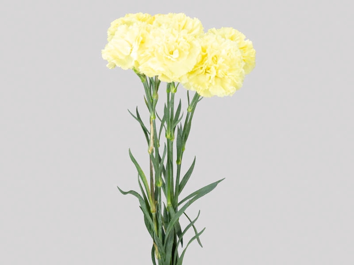 <h4>CRAVO DILETTA 060 CM AMARELO</h4>