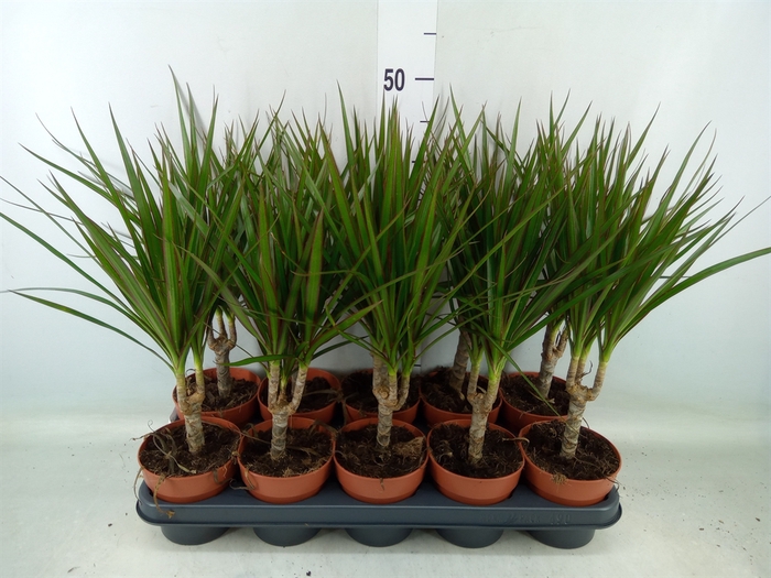 <h4>Dracaena marg.</h4>