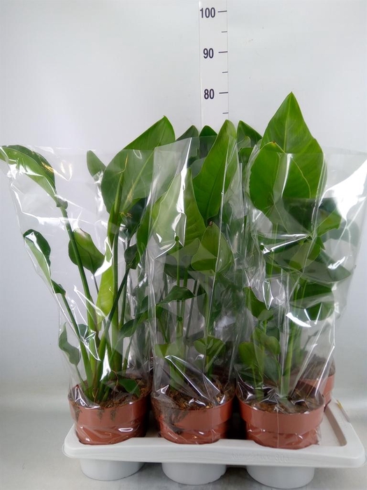 <h4>Strelitzia nicolai</h4>