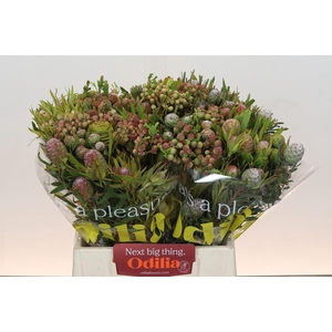 Kaaps Groen Cone Mix Large