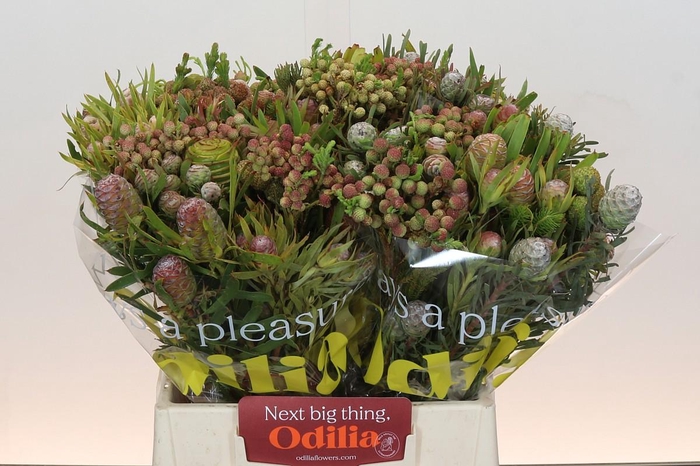 <h4>Kaaps Groen Cone Mix Large</h4>