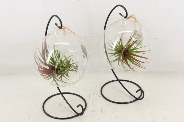 <h4>arr3 CP - Till. Glas hangbol x6 frame</h4>