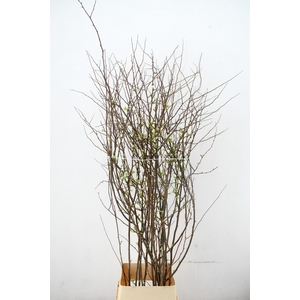 CHAENOMELES 'IVOOR' 140CM