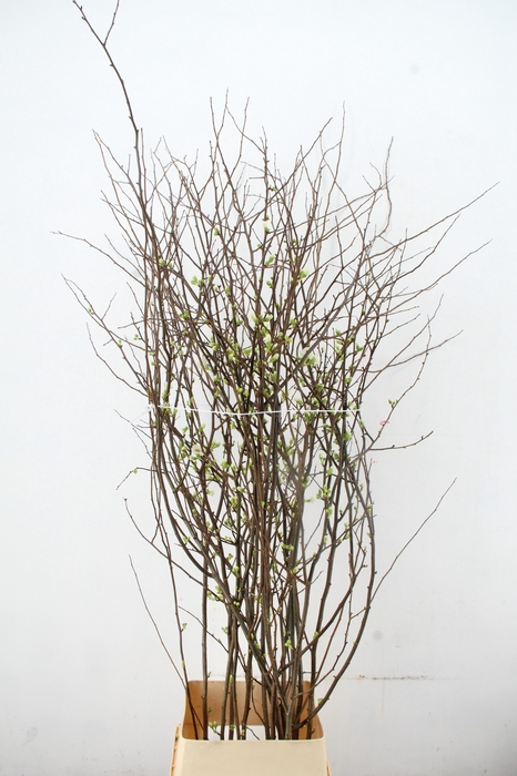 <h4>CHAENOMELES 'IVOOR' 140CM</h4>