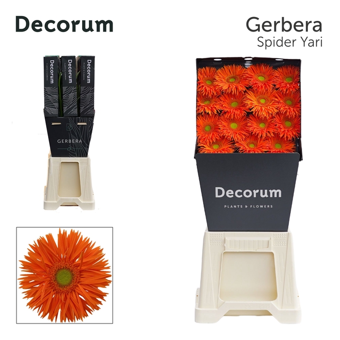 <h4>Gerbera Spider Yari Diamond</h4>