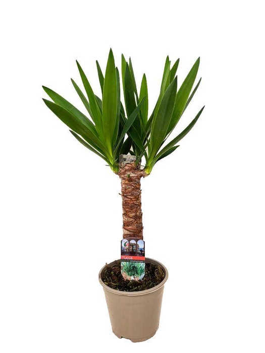 <h4>Yucca</h4>