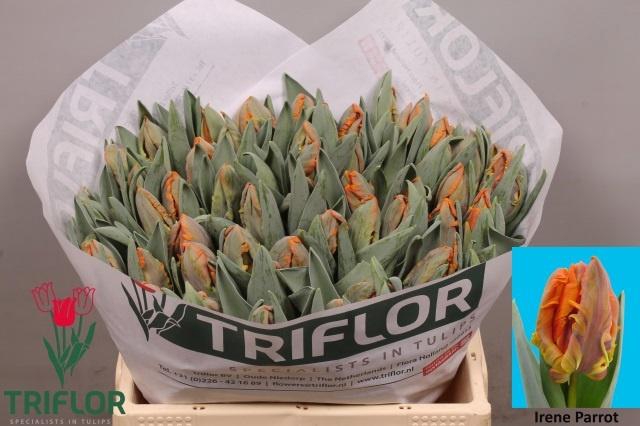 <h4>TU PA IRENE PARROT</h4>