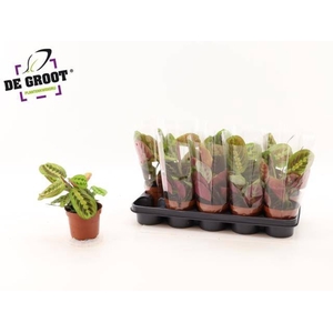 MARANTA FASCINATOR