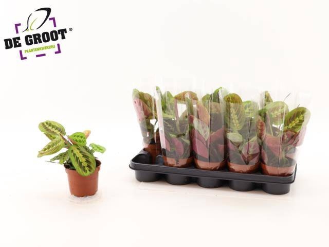 <h4>MARANTA FASCINATOR</h4>