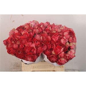 Anemone Levante Rosso