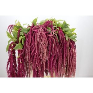 Amaranthus caudatus 'Love Lies Bleeding'