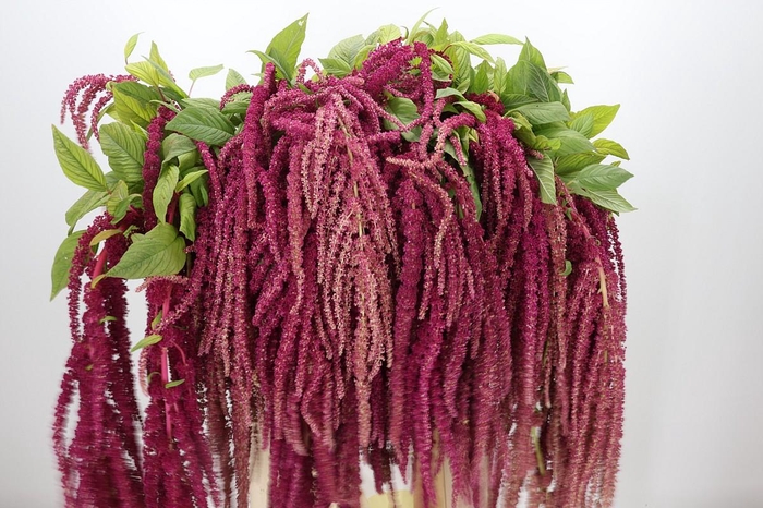 <h4>Amaranthus caudatus 'Love Lies Bleeding'</h4>